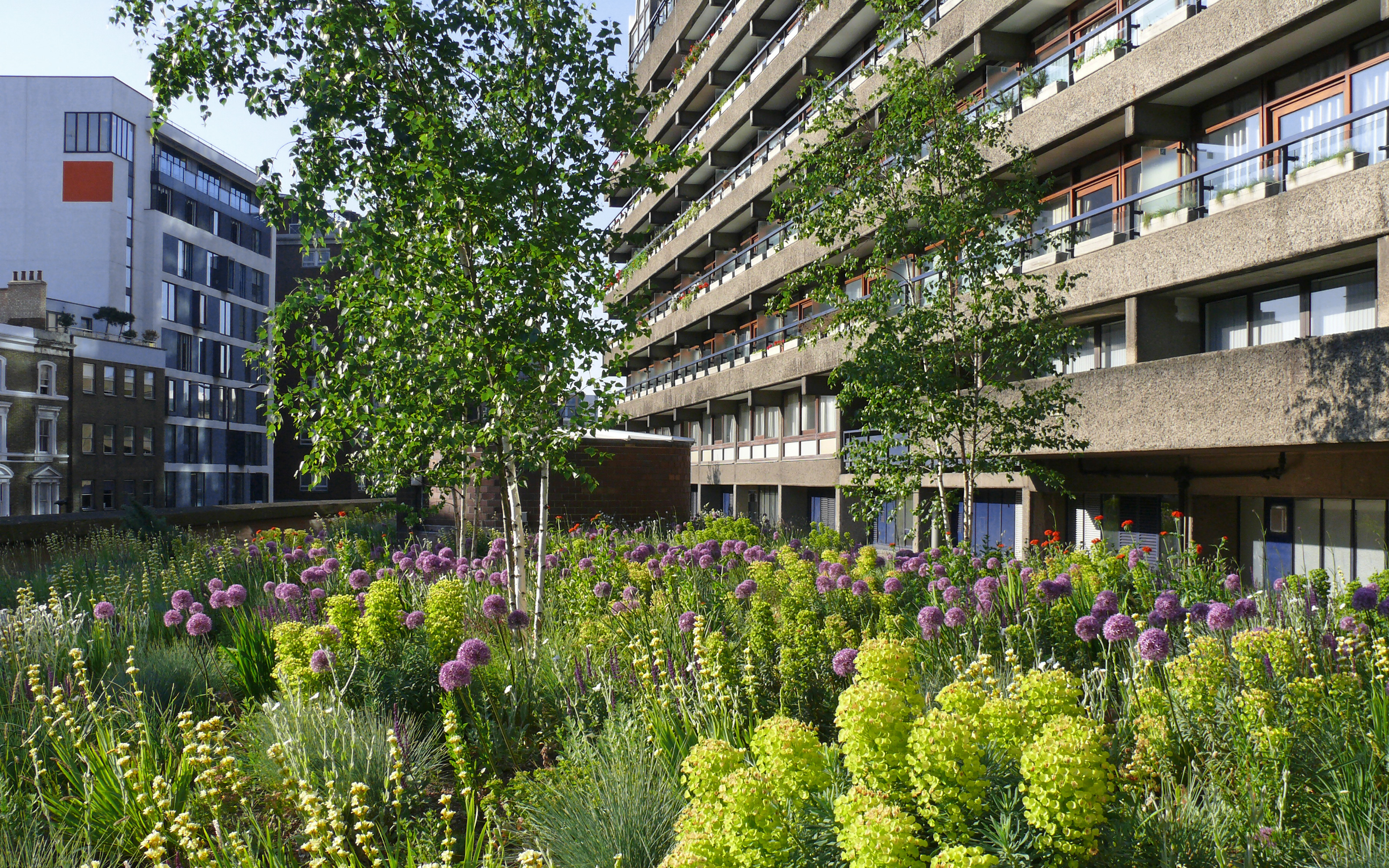 Small trees were planted in parts of the roof to add structure and more brightness. Birch trees amidst flowers and surrounded by residential blocks